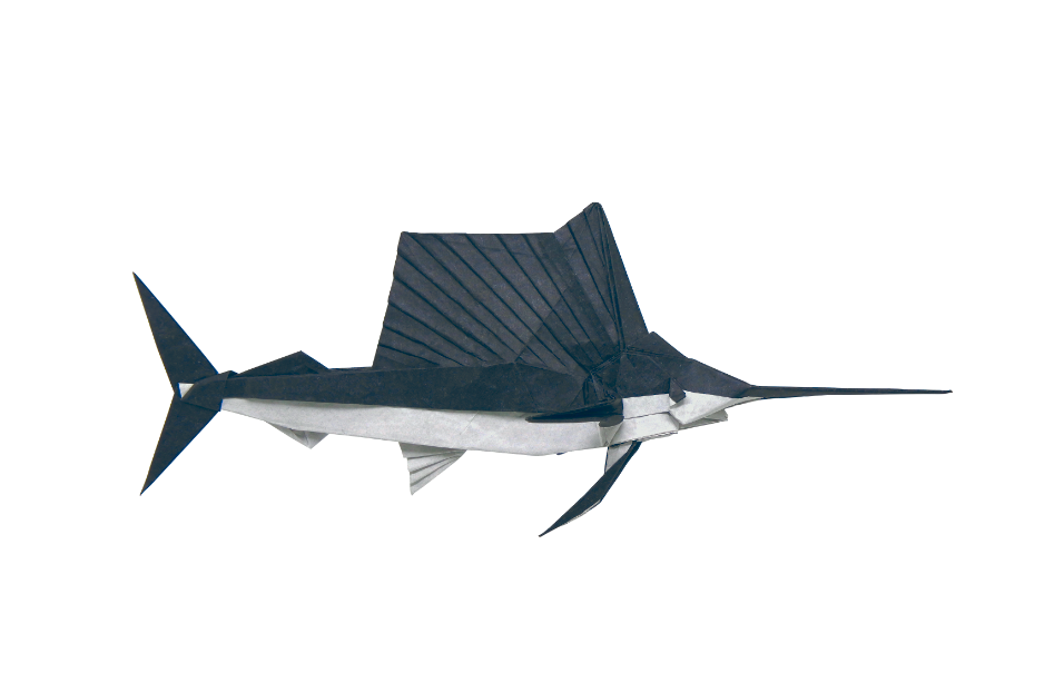 Sail Fish