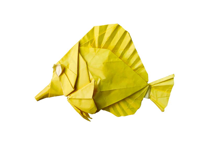 Zebrasoma Flavescens