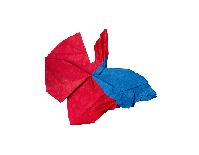 Betta
