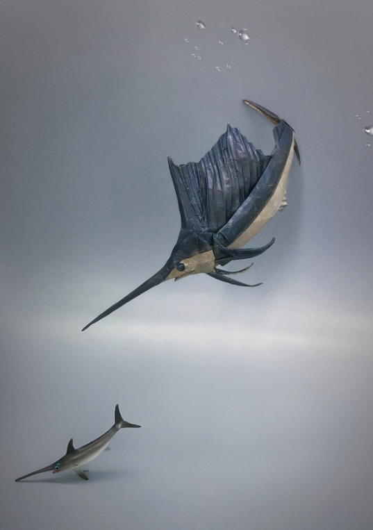 Sail Fish