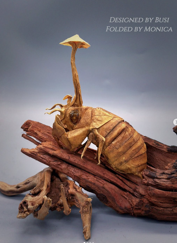 Cordyceps cicadae Shing
