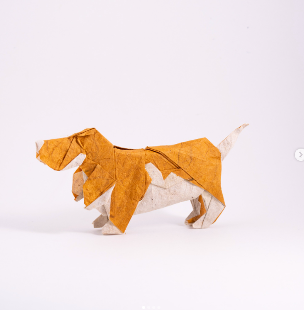 Basset Hound