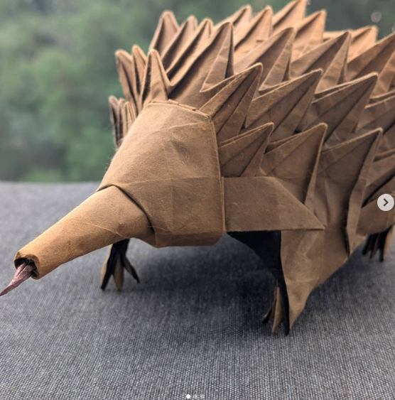 Short-beaked echidna