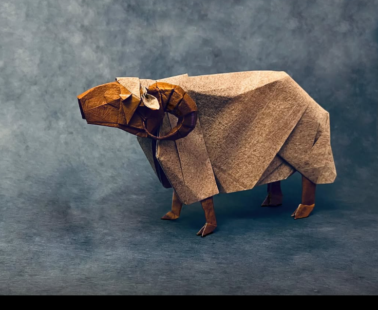 Sheep
