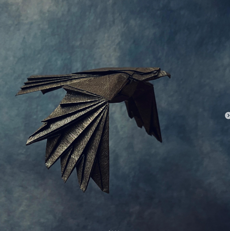 Black Kite