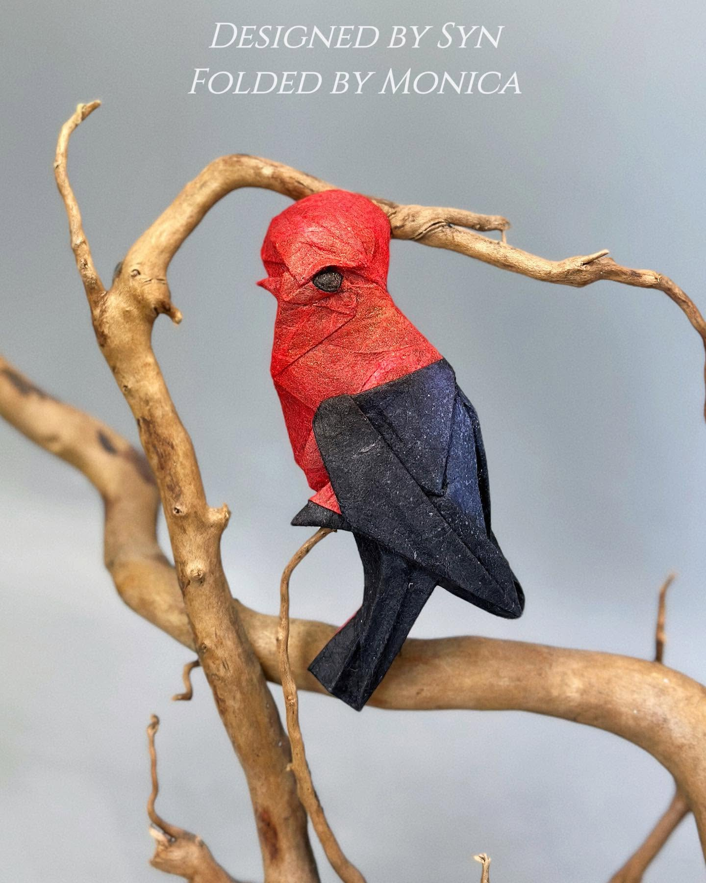 Cock-of-the-rock