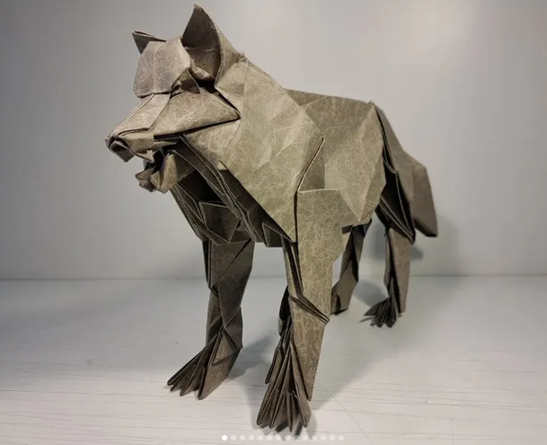 Grey wolf