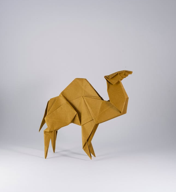 Dromedary Camel