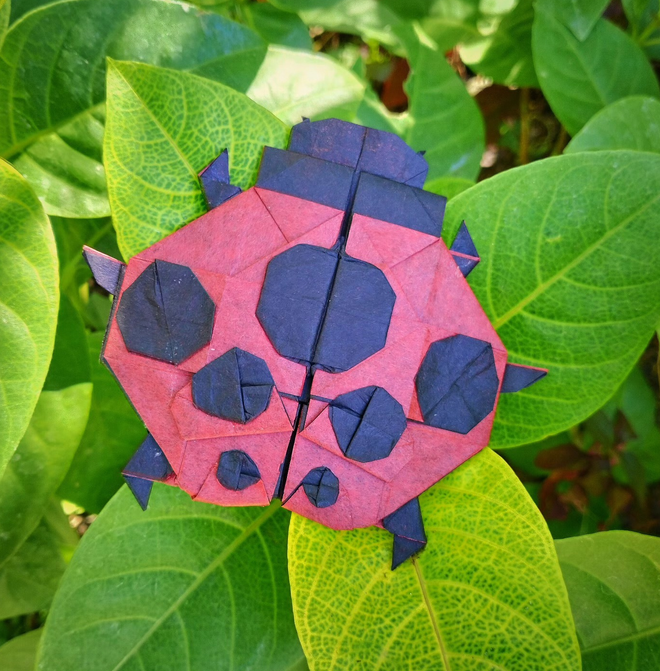 7-Spotted Ladybug