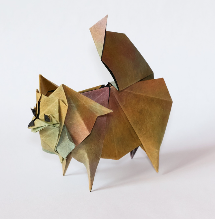 Pomeranian