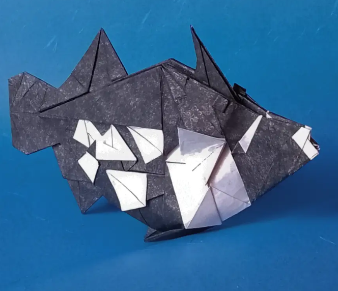 Clown Triggerfish