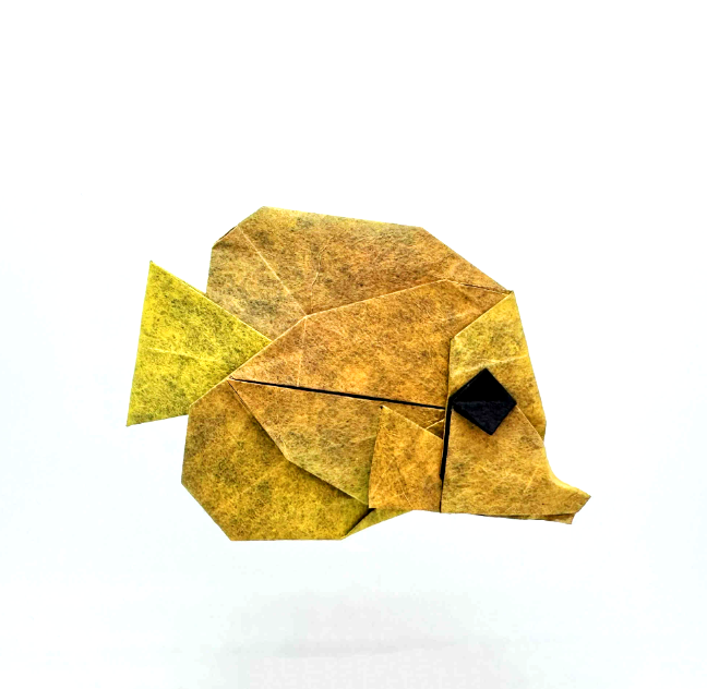 Butterflyfish