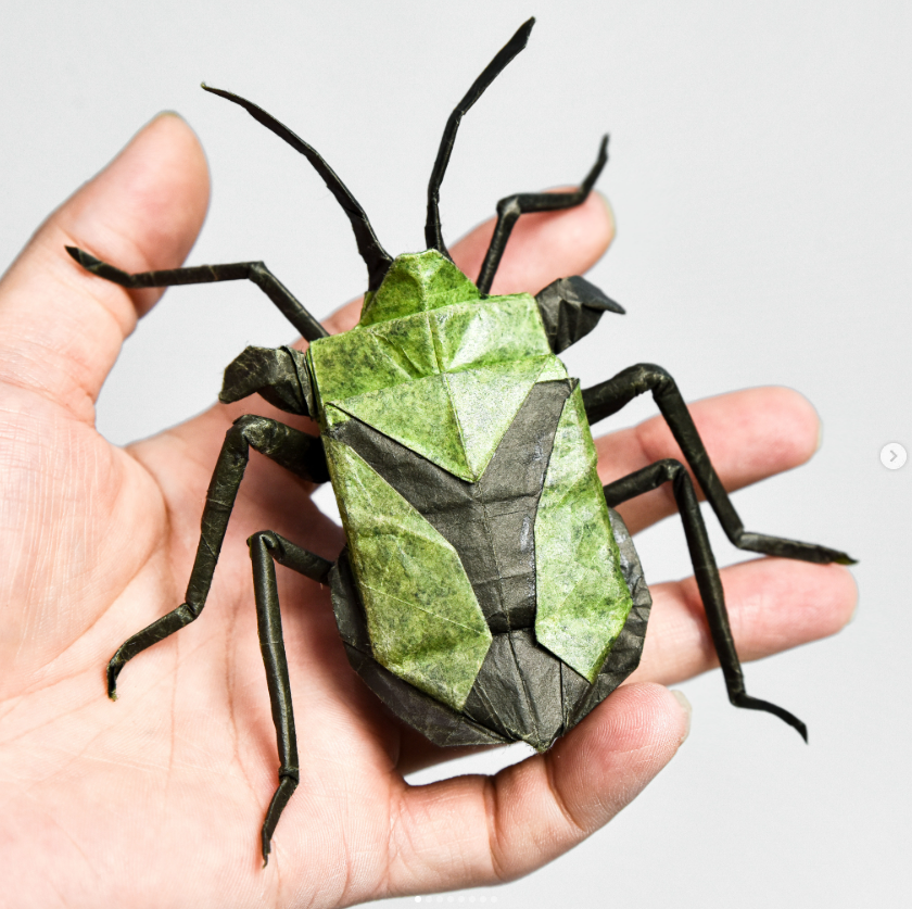 Pentatoma parametallifera