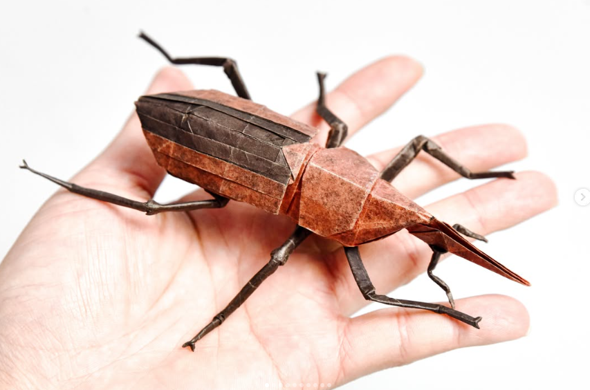 Weevil