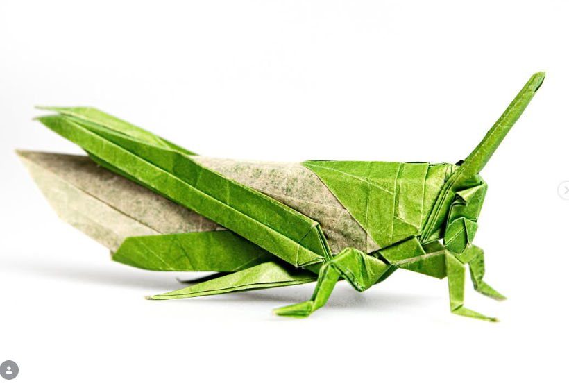 Grasshopper