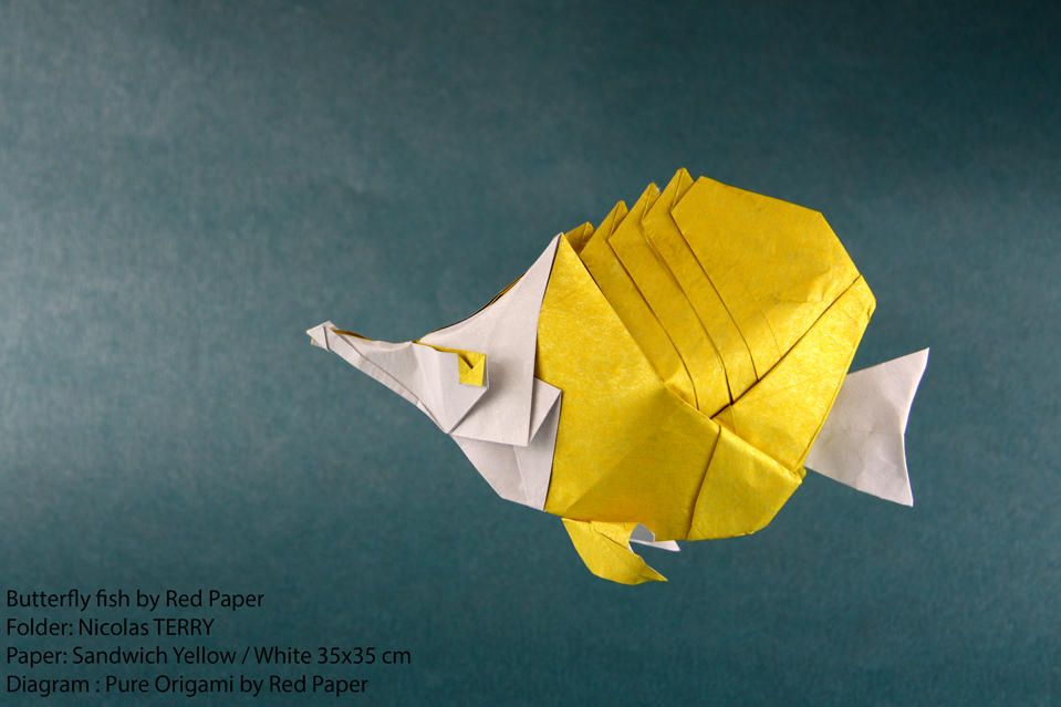 Origami Butterfly Fish designed by Red Paper - Wonseon Seo, folded by TERRY Nicolas, using Sandwich paper