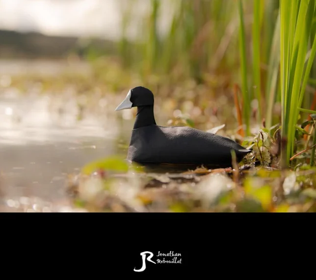Origami Eurasian Coot designed by Rebouillat Jonathan, folded by Rebouillat Jonathan, using ARCHES paper (Painted on one side)